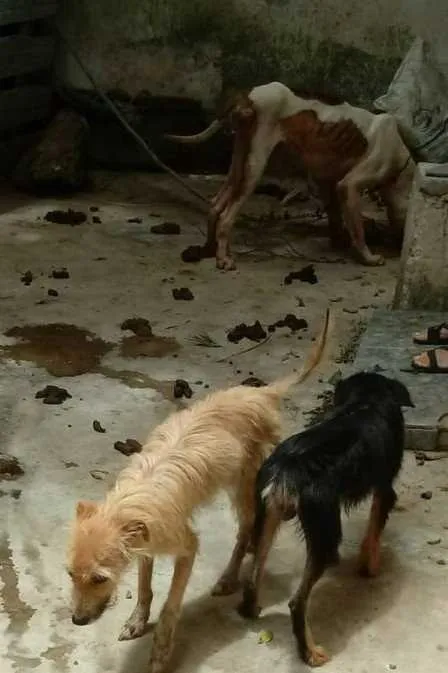 Animais aparentam estar subnutridos