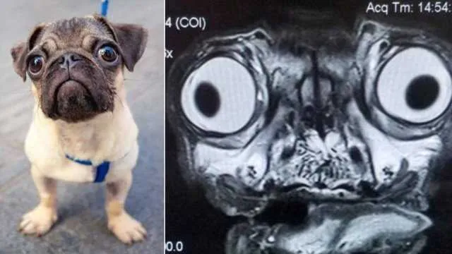 Ressonância magnética do pug