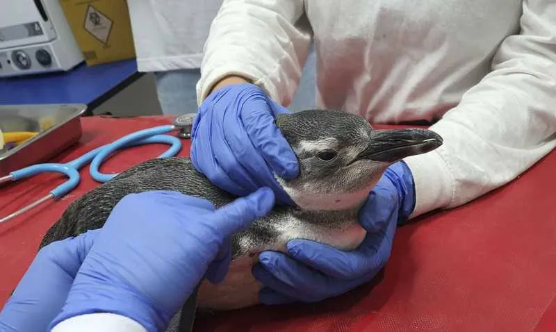 Imagem ilustrativa da imagem Petrobras resgatou este ano 3.084 pinguins nas praias brasileiras