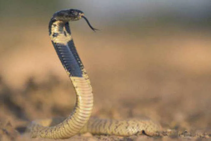 Imagem ilustrativa da imagem Homem morre depois de brincar com cobra venenosa (veja vídeo)