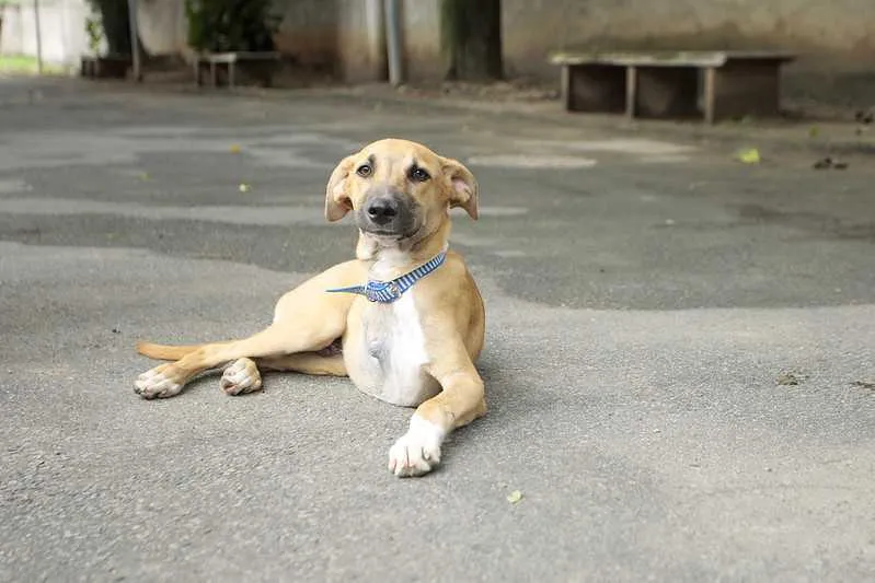 São 202 animais (152 cães e 50 gatos) 