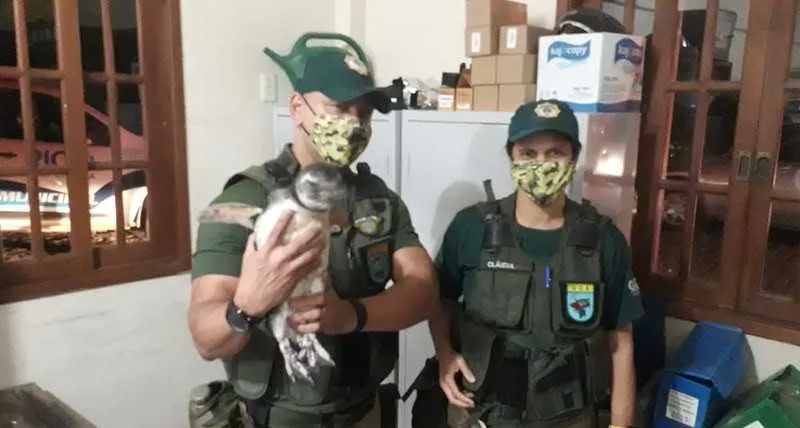 Este é o quinto animal resgatado em um mês pelos agentes na orla da cidade 