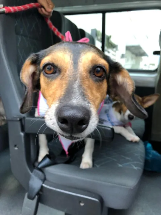 Animais que sofreram com abandono podem ser adotados