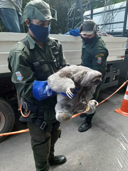 Imagem ilustrativa da imagem Bicho preguiça é resgatado após sofrer descarga elétrica em Niterói