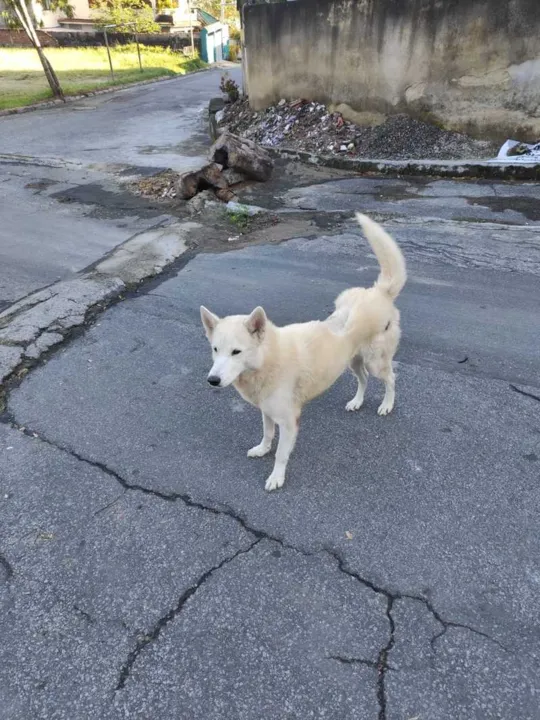 Imagem mais recente do cãozinho com parte da pelagem falha