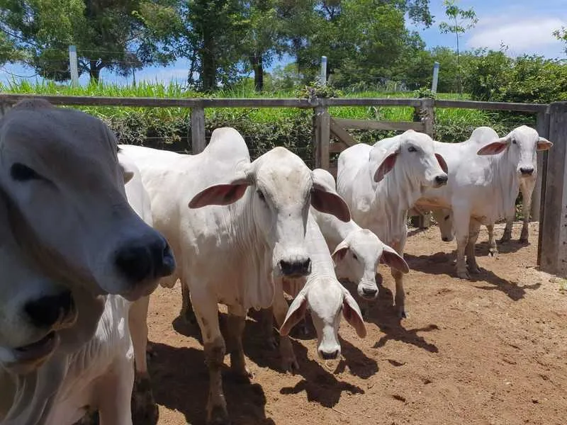 A Secretaria Estadual de Agricultura permite que o pecuarista faça o lançamento da sua própria declaração de vacinação.