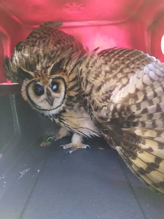 Animal foi resgatado na manhã deste sábado pela Coordenadoria de Meio Ambiente da Guarda Municipal de Niterói
