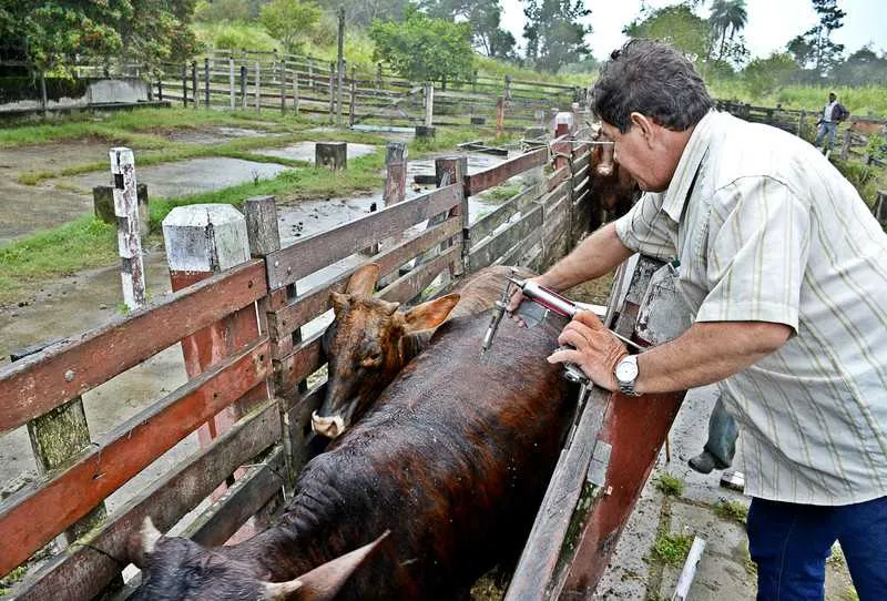 Imagem ilustrativa da imagem Vacinação contra a febre aftosa termina dia 30 de junho