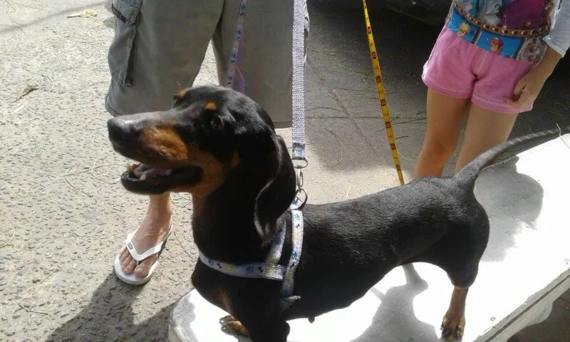 Imagem ilustrativa da imagem Niterói já imunizou 28 mil cães e gatos contra a raiva