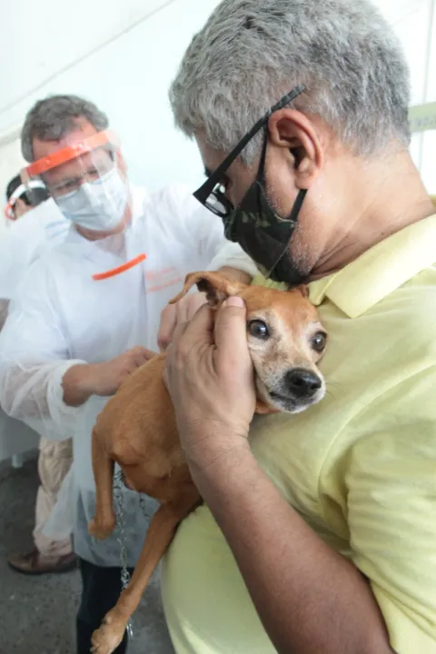 Imagem ilustrativa da imagem Neste sábado tem vacinação antirrábica na Zona Norte de Niterói