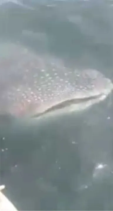 Peixe chamou a atenção dos pescadores