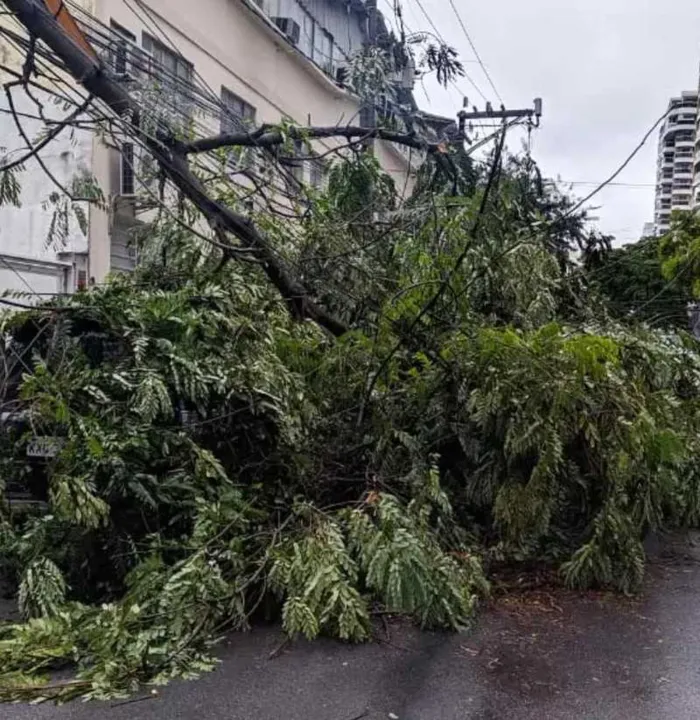 Imagem ilustrativa da imagem Árvore desaba e interdita rua em Icaraí, Niterói