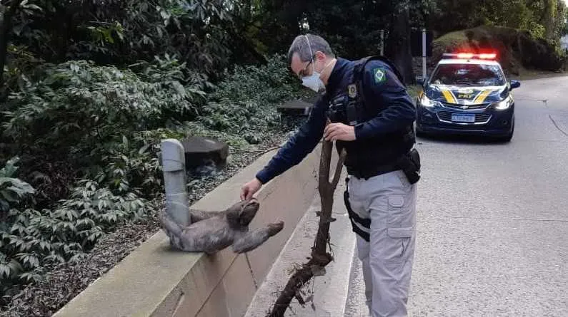 Animais silvestres são encontrados com bastante frequência na rodovia