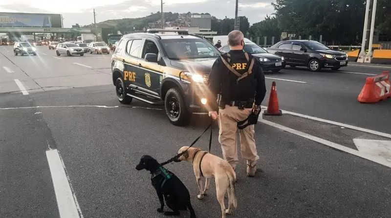 Os animais foram encaminhados para cuidados veterinários.