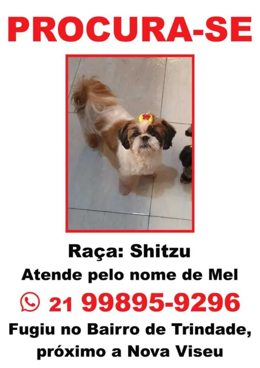 Família busca informações sobre o desaparecimento de cachorrinha no bairro de Trindade, em São Gonçalo
