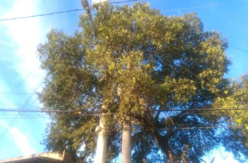 A árvore cresceu sobre os fios da rede elétrica do local 