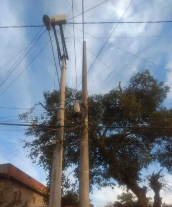Confira como ficou a árvore após a poda feita pela Enel 