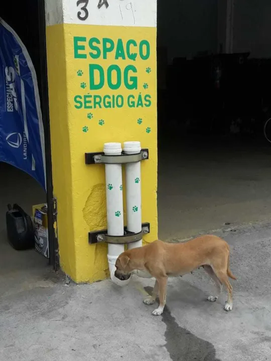 Os animais já estão fazendo fila para se alimentarem no local, segundo Thiago 