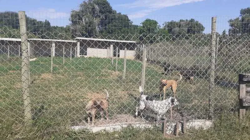 Canil Municipal recebeu 30 animais desde o início da pandemia