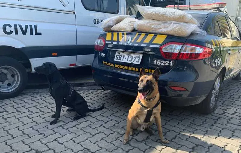 
Ação, que aconteceu no início da descida da Serra das Araras, na Via Dutra, contou também com apoio dos cães de faro do canil da CORE