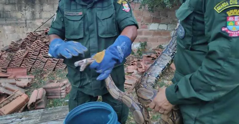 Agentes da Coordenadoria Ambiental da Guarda Municipal de Niterói reintegraram à natureza uma capivara e duas cobras da espécie jiboia resgatadas na Região Oceânica na última terça-feira e na manhã desta quarta-feira . Os animais foram soltos em áreas de proteção ambiental na cidade. Somente este mês a Guarda Ambiental já resgatou 19 cobras e três capivaras. Nenhum dos animais estava ferido e todos foram devolvidos ao habitat natural.

 

Na maioria dos resgates, agentes da Prefeitura de Niterói chegaram até o local através de ligações feitas por moradores para o telefone 153, que atende no Centro Integrado de Segurança Pública (Cisp).

 

A capivara resgatada no início da noite de terça-feira foi solta em uma área de proteção ambiental, no Manguezal de Itaipu, após ser resgatada no Condomínio Ubá II, na Avenida Central. Outras duas capivaras também foram soltas, no mesmo local, nas duas últimas semanas após serem resgatadas pela Guarda Ambiental em diferentes bairros da cidade.

 

Os agentes também resgataram duas cobras da espécie jiboia na Região Oceânica. Uma delas estava em uma casa na região de Várzea das Moças, escondida atrás de telhas, e a outra em uma casa em Itaipu, dentro de um viveiro de aves. Os dois animais foram soltos em áreas de preservação ambiental. De acordo com a Coordenadoria Ambiental, este mês foram resgatadas 19 cobras, sendo 5 jiboias.

 

A orientação da Guarda Municipal é que, caso vejam um animal silvestre em área residencial, os moradores devem acionar os agentes, que são treinados para o resgate e os primeiros socorros. A partir daí, é feita uma avaliação do animal para tratamento ou soltura, se for o caso, em seu habitat natural. Quando os animais estão feridos, são encaminhados para institutos parceiros de acordo com a espécie, marinha ou silvestre. 

 

A coordenadoria ambiental da Guarda Municipal já resgatou mais de 935 animais silvestres em Niterói apenas neste ano. Entre as espécies estão às capivaras, corujas, gambás, tartarugas, cobras, gaviões, bichos-preguiça e tamanduás, entre outros.