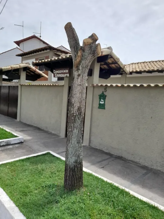 Imagem ilustrativa da imagem Podas prejudicam arborização no Peró