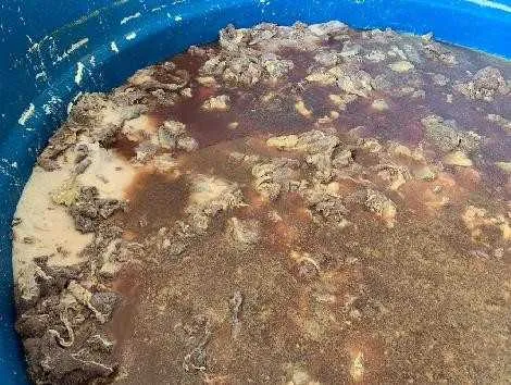 Imagem ilustrativa da imagem Polícia aprende 7,5 toneladas de carne imprópria para o consumo em Itaboraí
