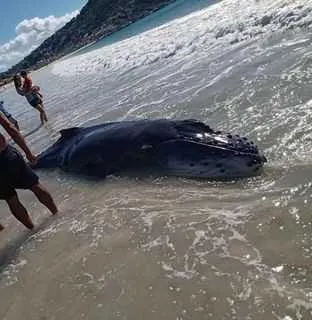 Filhote de baleia jubarte é resgatado em Arraial do Cabo