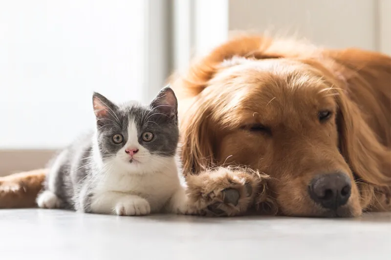 Prefeitura realizará 400 castrações entre cães e gatos nesta quarta e quinta-feira (23 e 24/09)