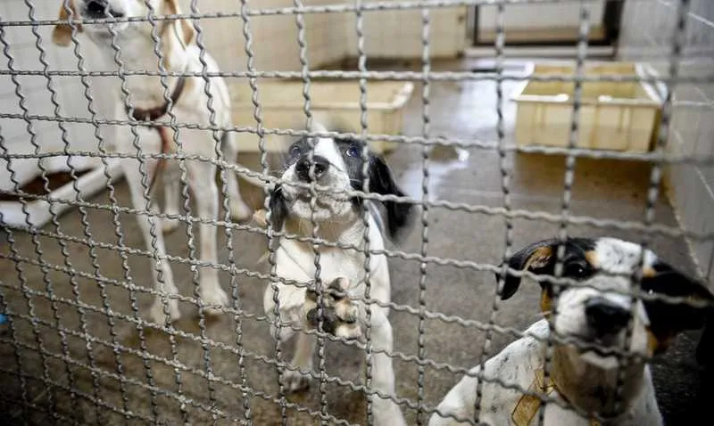 Imagem ilustrativa da imagem Prefeitura do Rio faz transmissão ao vivo para adoção de animais