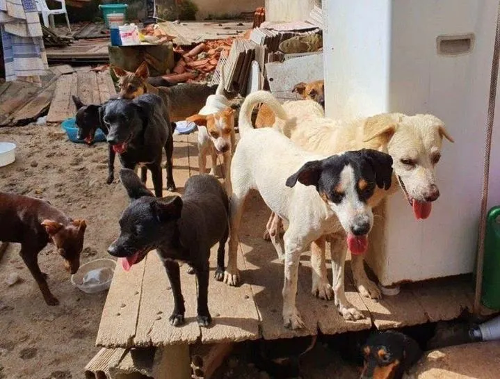 Os cães foram levados para uma ONG