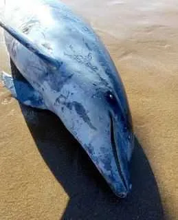 Golfinho é encontrado morto em praia de Búzios, na Região dos Lagos do Rio