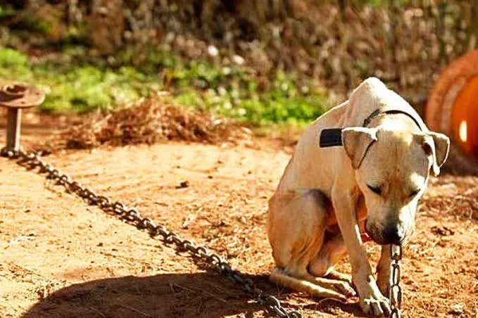 Abandono de animais é um tipo de maus tratos