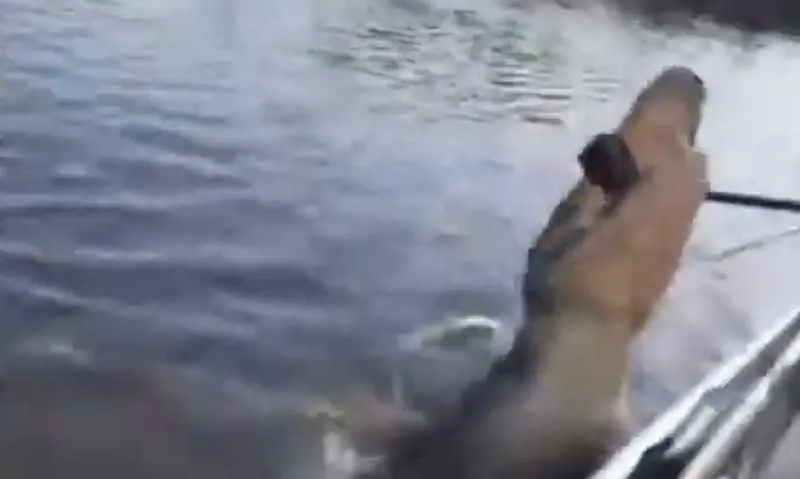 Turistas ficaram apavorados com gesto do animal, que pensou que equipamento fosse comida