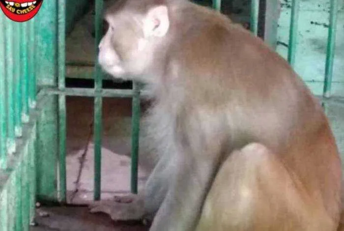 Imagem ilustrativa da imagem Macaco consome bebida alcoólica mata uma pessoa e fere outras 250