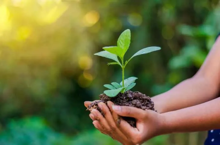 Programação online e melhora da qualidade ambiental na quarentena são os destaques deste ano