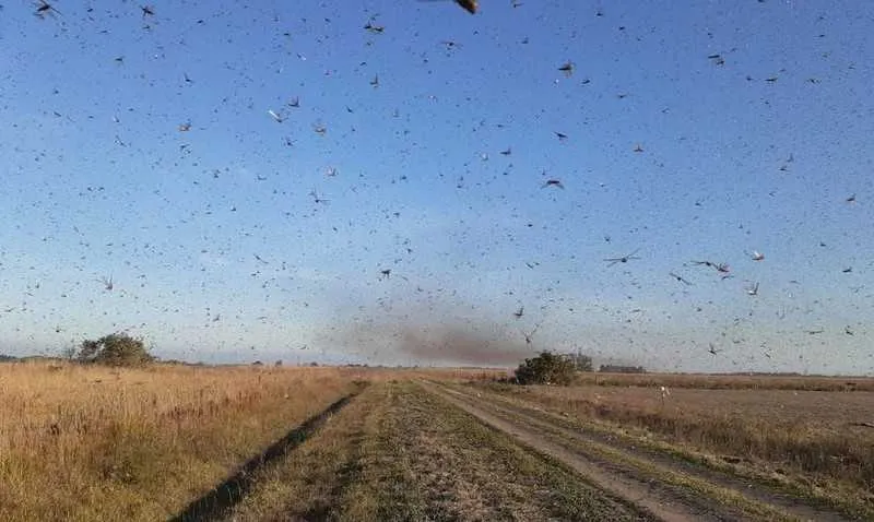 Imagem ilustrativa da imagem Nuvem de gafanhotos volta a preocupar agricultores brasileiros