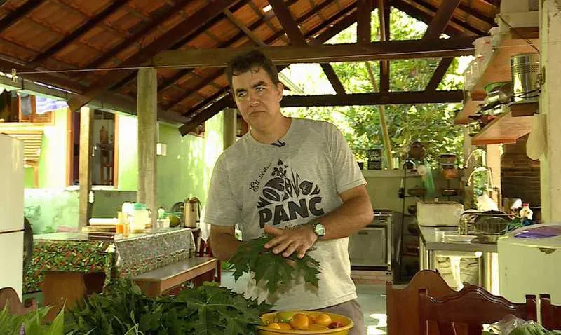 Imagem ilustrativa da imagem Conheça plantas alimentícias não convencionais que podem ser encontradas em quintais e jardins