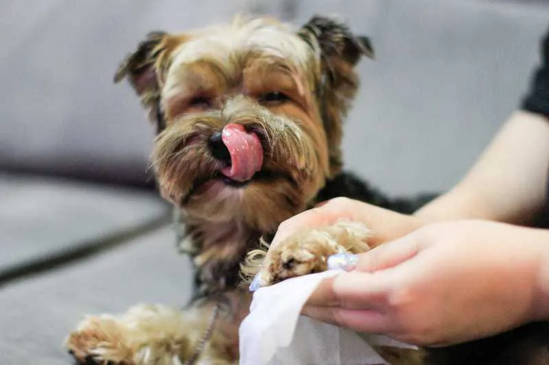 Imagem ilustrativa da imagem Saiba os cuidados com a higienização dos pets no 'novo normal' pós pandemia