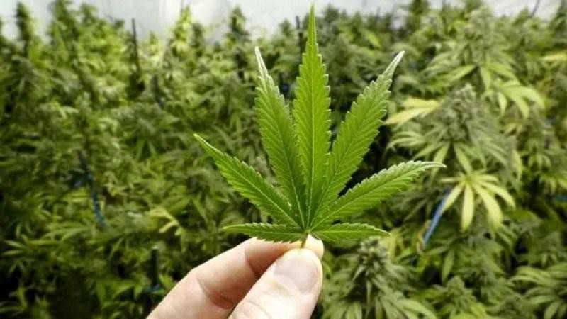 A nova lei normatiza inclusive o cultivo para fins medicinais da Cannabis pelas de associações de pacientes