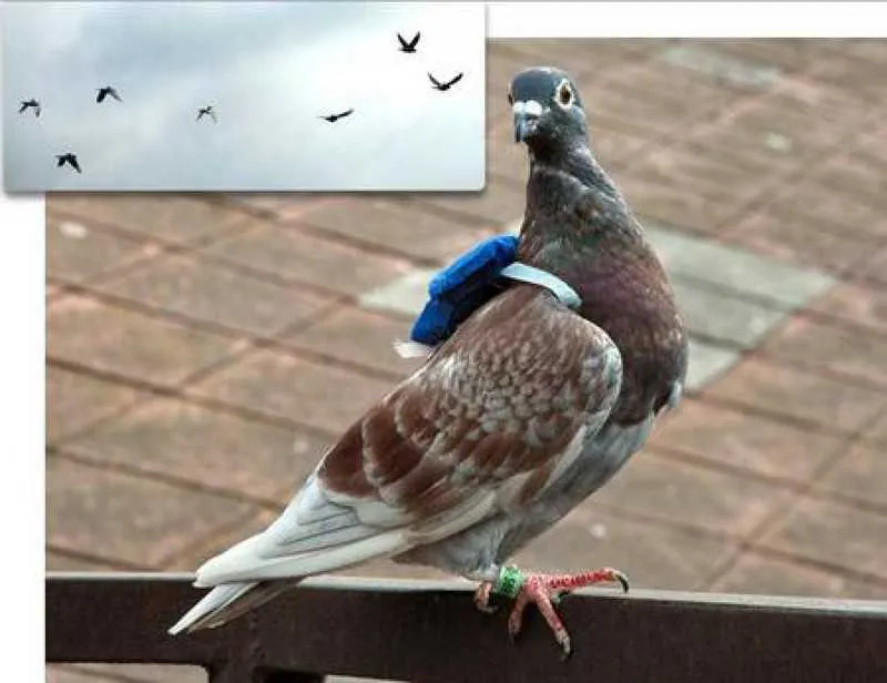 Imagem ilustrativa da imagem Flagrante: Pomba é pega traficando ecstasy com mochilinha nas costas
