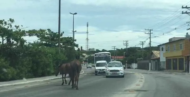 O cavalo estava atravessando a rua por volta das 7h10 quando foi atingido