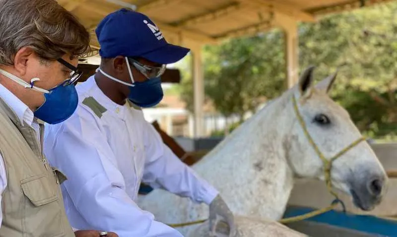 Os estudos comprovaram que o soro produzido por cavalos para tratamento da covid-19 é superior ao feito com plasma de doentes convalescentes