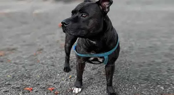 Imagem ilustrativa da imagem 'Habeas Canis': Juiz autoriza passeio de cachorro pelo quarteirão, em Niterói