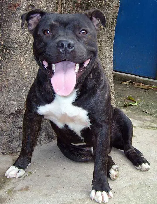 O dono poderá passear com o cachorro somente pelas ruas do quarteirão