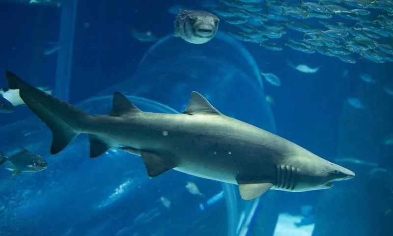 A transmissão mostra em tempo real o tanque oceânico no aquário. 