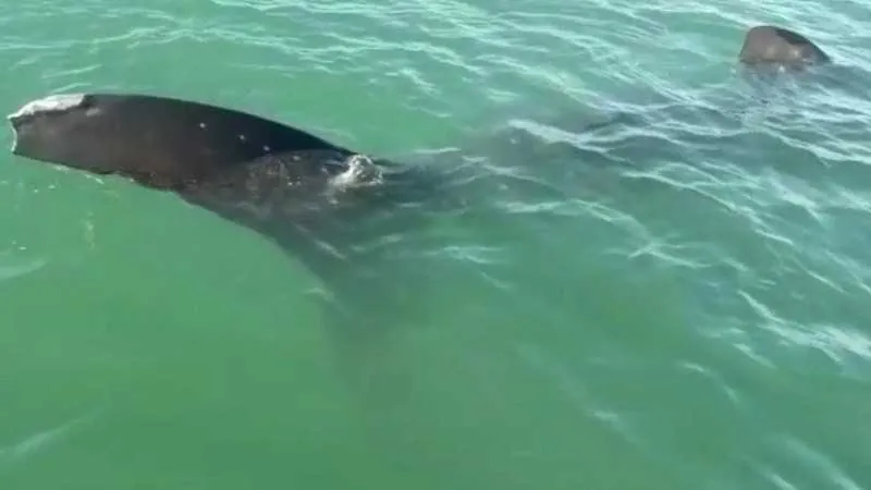 O animal foi avistado por pescadores locais 