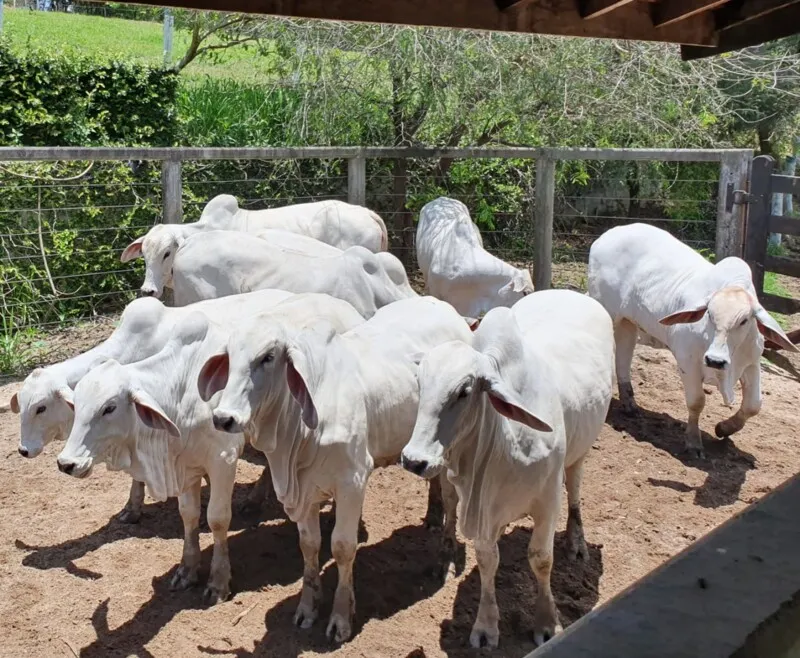 A ação imunizou mais de 800 mil cabeças de bovinos e bubalinos 