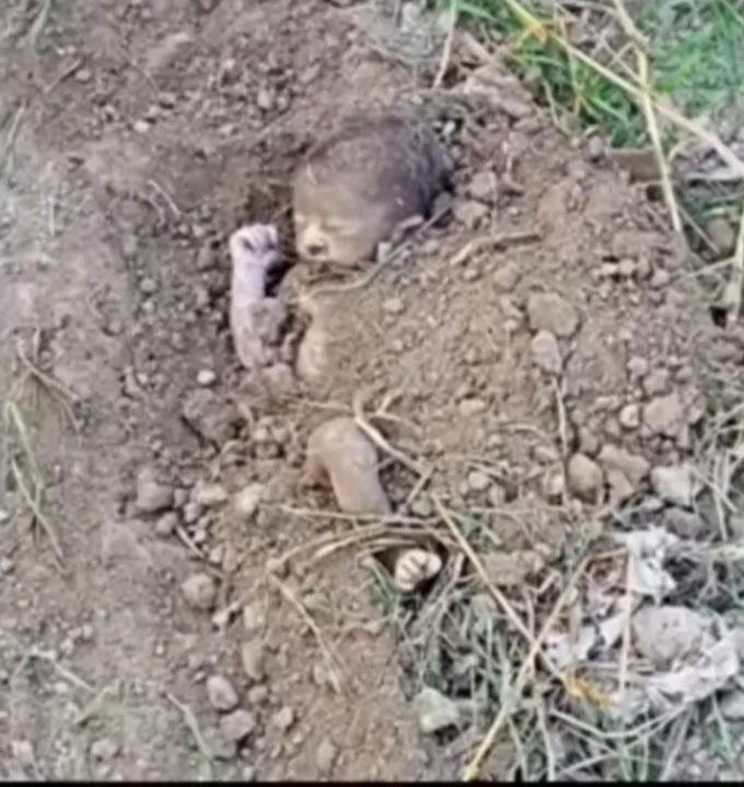 As imagens mostram o momento em que o bebê foi retirado da terra 