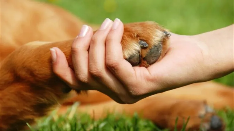 Imagem ilustrativa da imagem Medida parlamentar amplia Selo Amigo dos Animais para empresas que doarem ração para associações